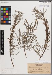 Foto von Salix eleagnos subsp. angustifolia (Cariot) Rech. f.